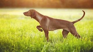 photo chien: Braque Hongrois